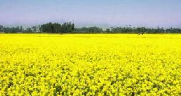 চলনবিলের রূপবদল