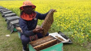 চলনবিলের রূপবদল