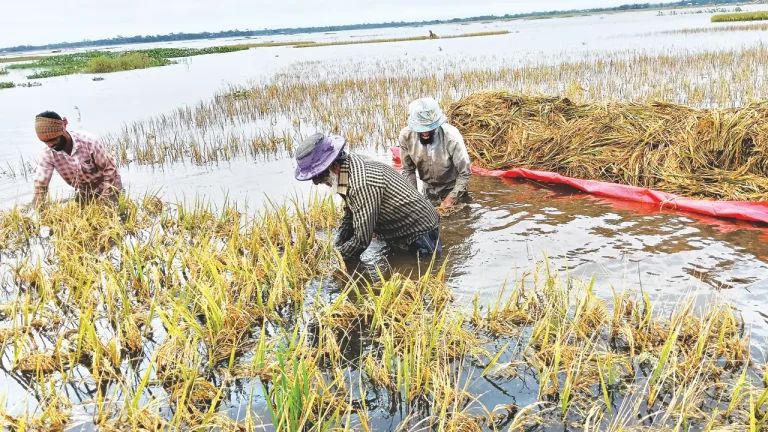 চলনবিলের কৃষকের কান্না: অকাল বর্ষণে পানিতে ভাসছে সোনালি স্বপ্ন